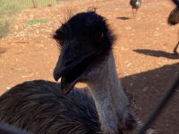 Strauß auf einer Straußenfarm auf dem Weg zum Uluru