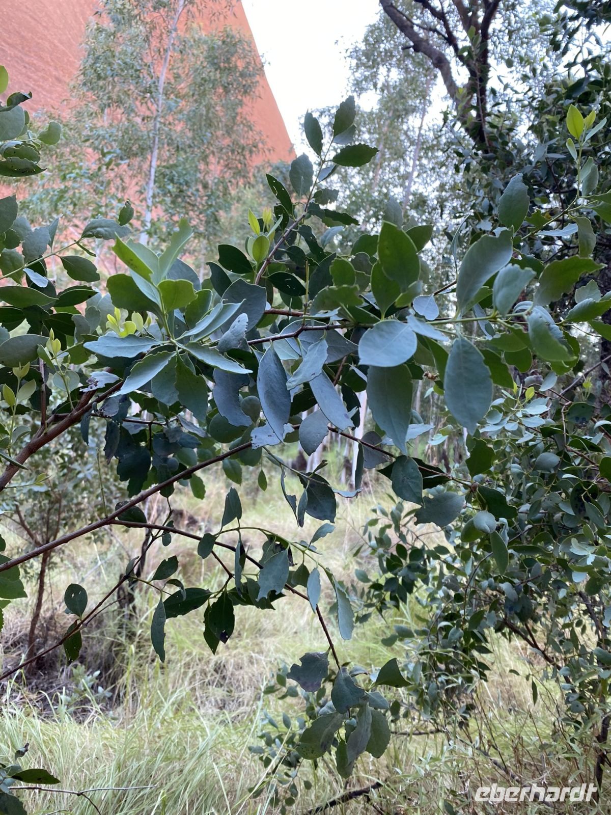 Eukalyptus im Kata Tjuta / Uluru Nationalpark