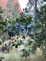 Eukalyptus im Kata Tjuta / Uluru Nationalpark
