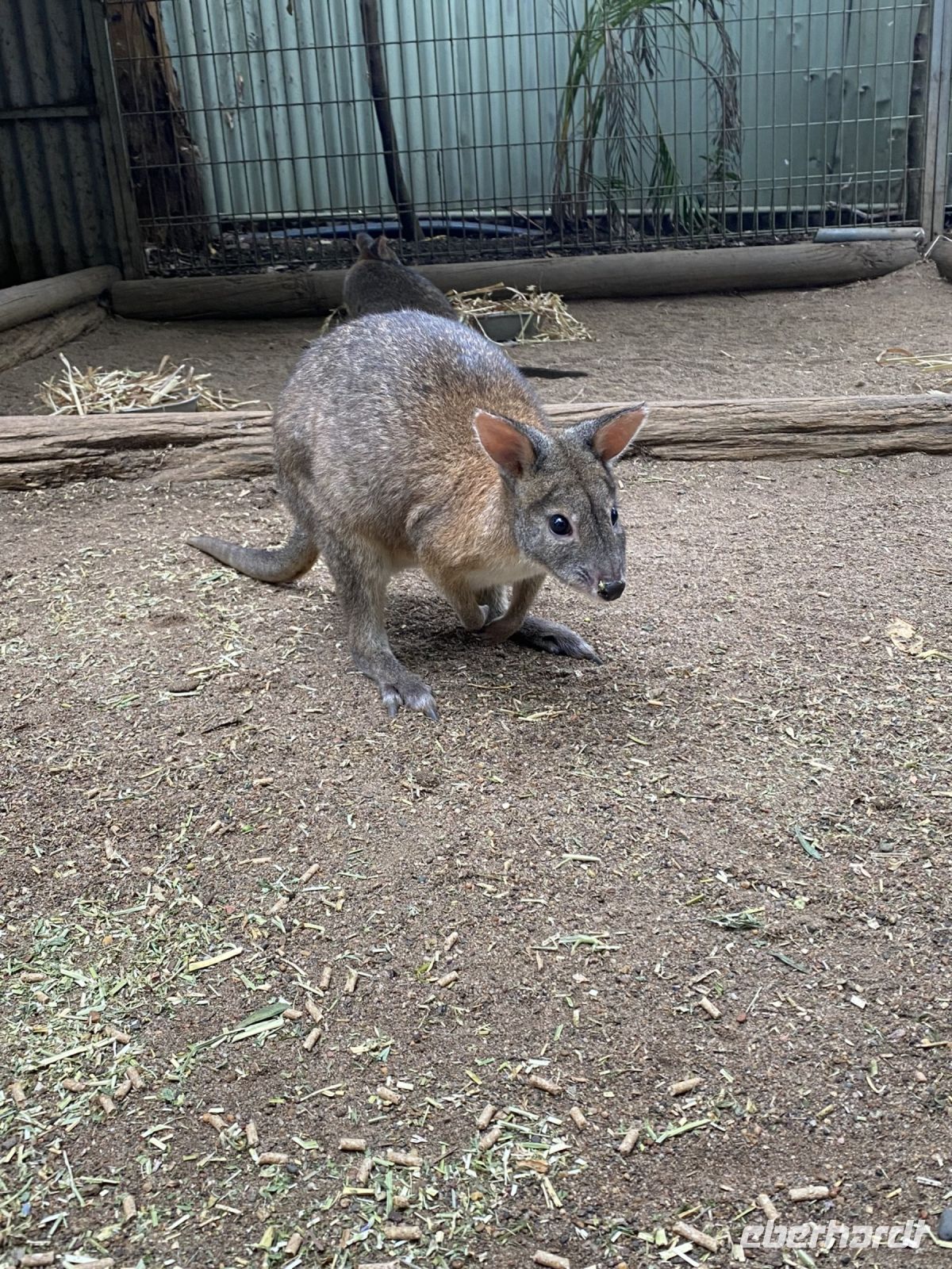 Parma Wallaby im Featherdale Wildlifepark