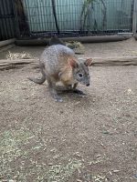 Parma Wallaby im Featherdale Wildlifepark