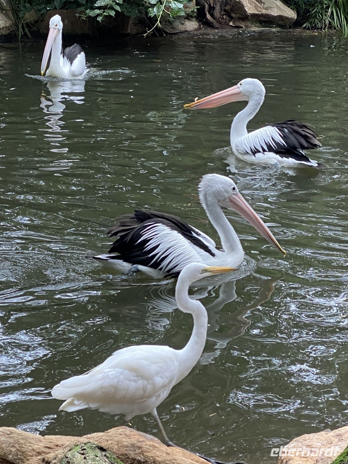 Pelikane im Featherdale Wildlifepark