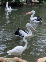Pelikane im Featherdale Wildlifepark