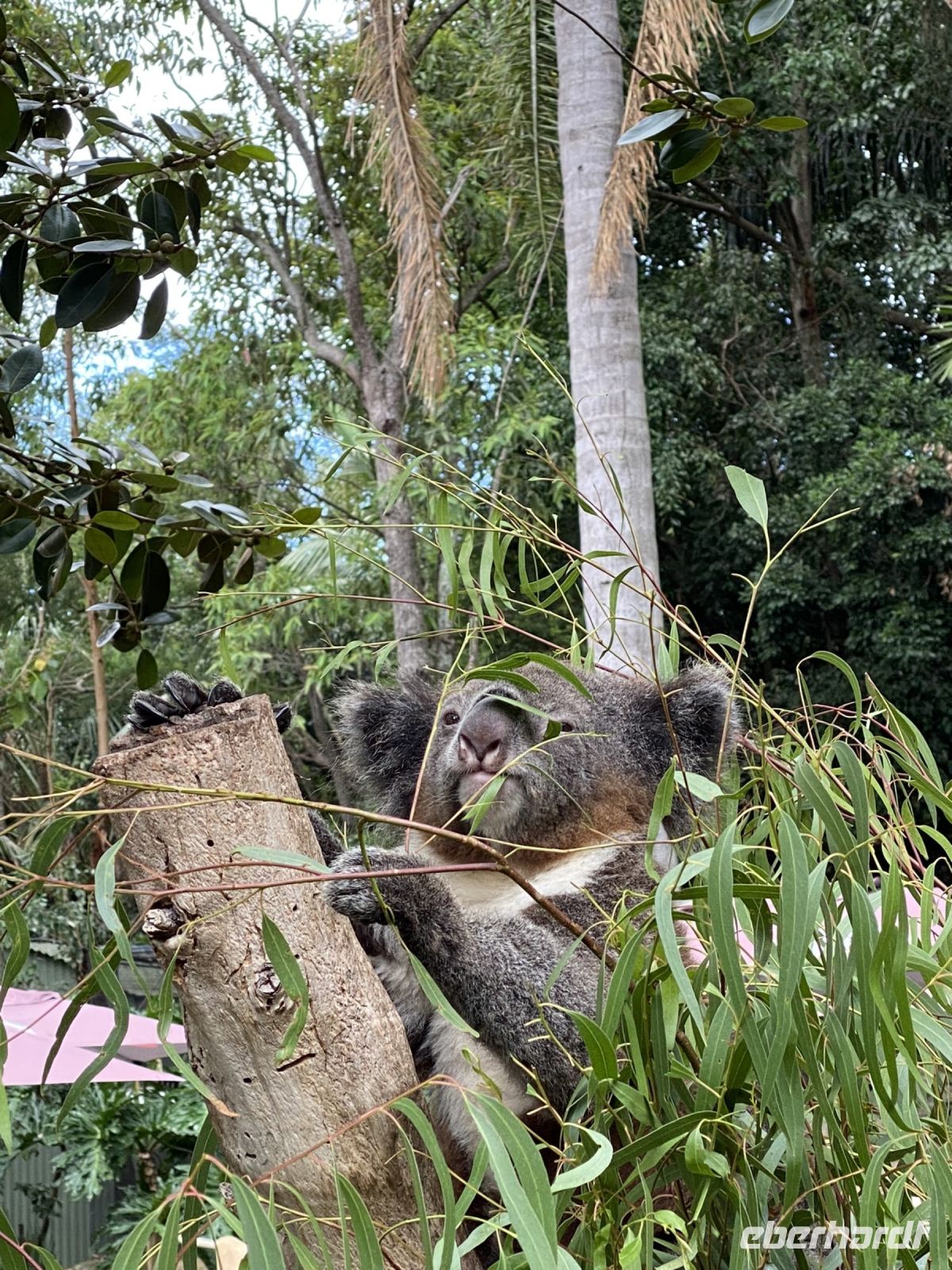 Koala im Featherdale Wildlifepark