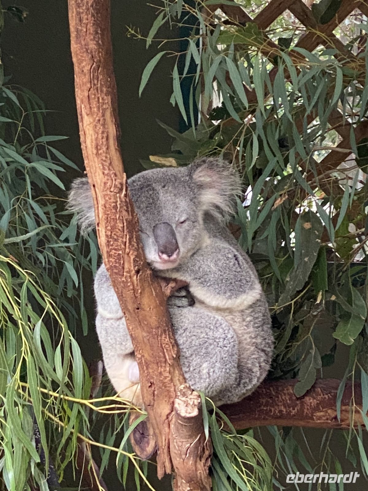 schlafender Koala im Featherdale Wildlikepark