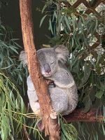 schlafender Koala im Featherdale Wildlikepark