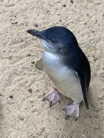 kleiner Pinguin im Featherdale Wildlifepark