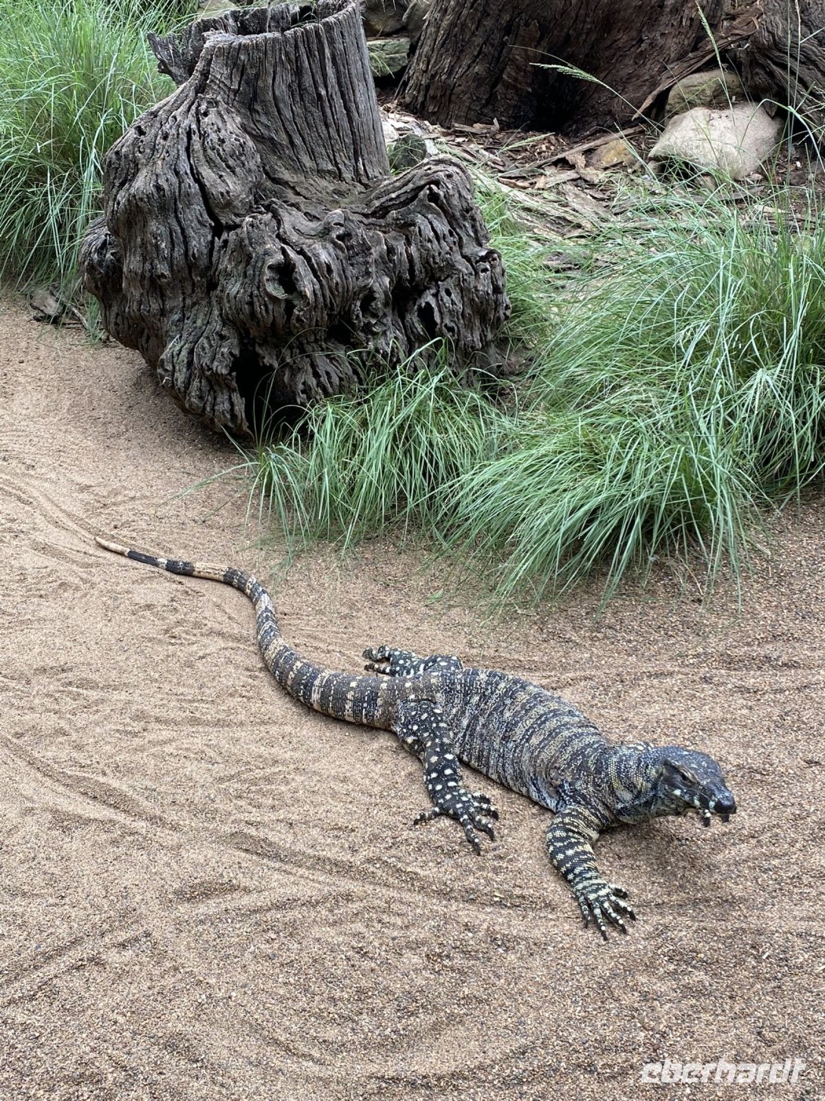Buntwarran im Featherdale Wildlifepark