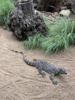 Buntwarran im Featherdale Wildlifepark