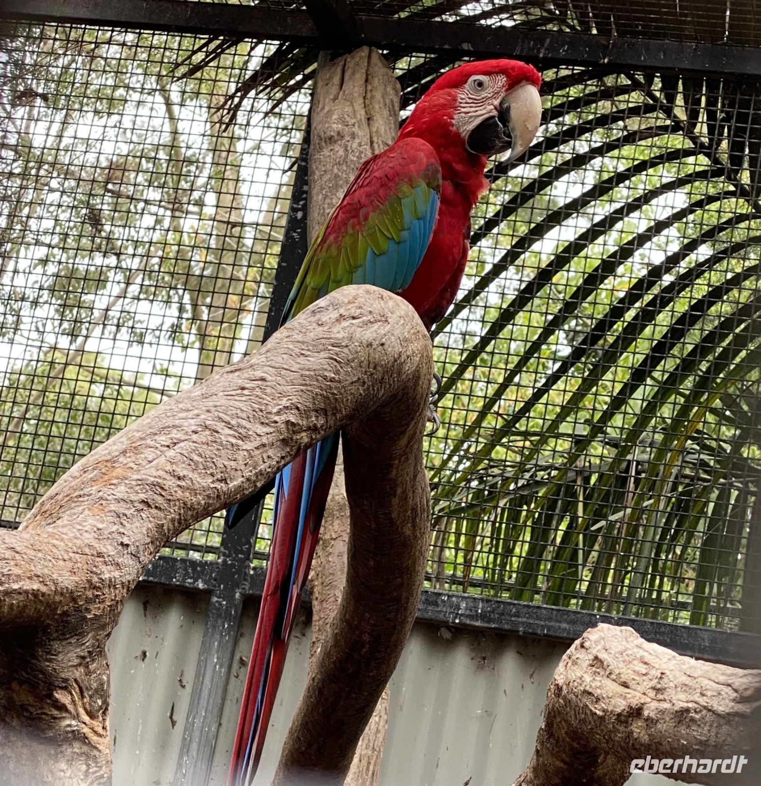 Ara im Featherdale Wildlifepark