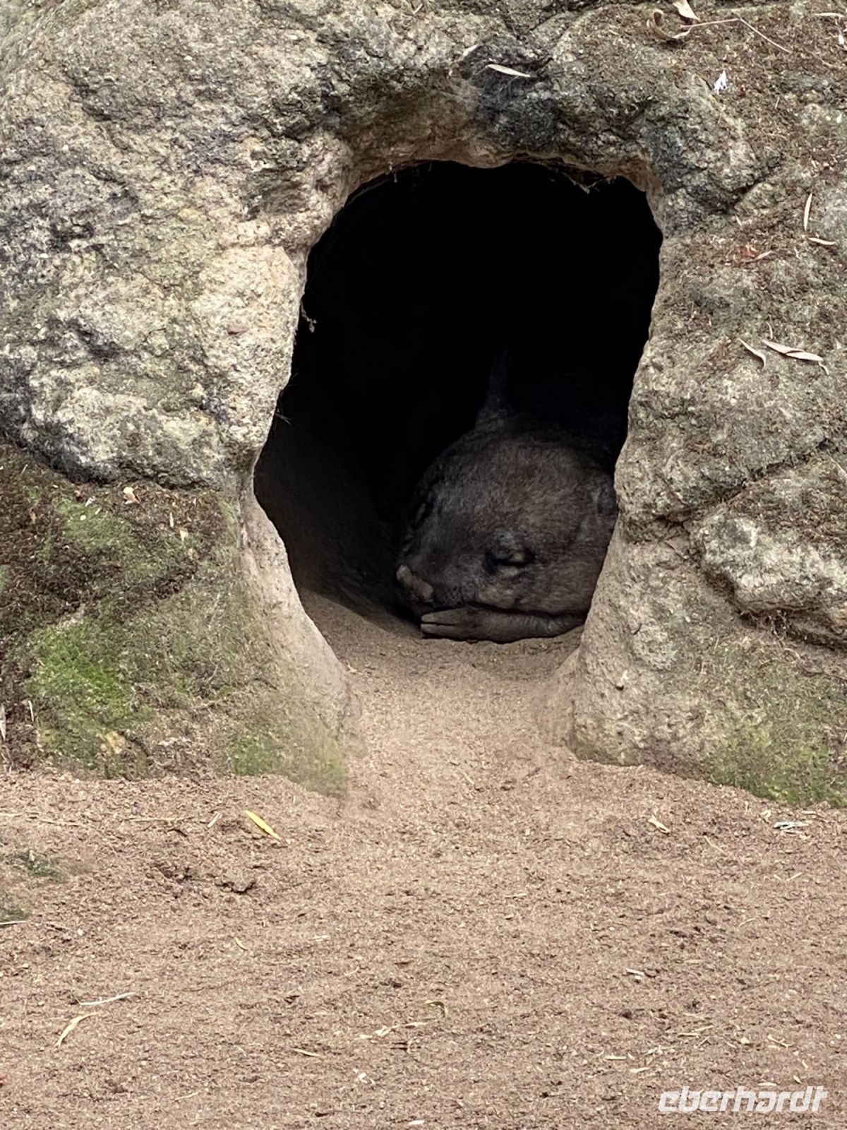 schlafendes Wombat im Featherdale Wildlifepark