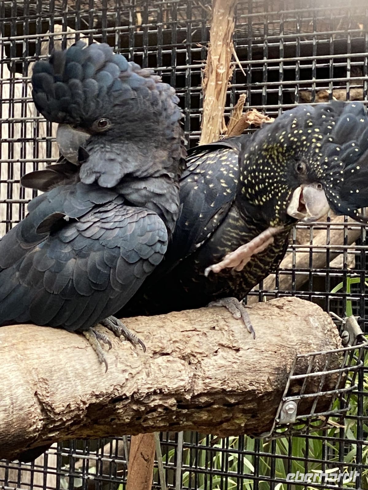 schwarze Kakadus im Featherdale Wildlifepark