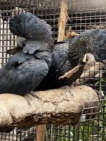 schwarze Kakadus im Featherdale Wildlifepark
