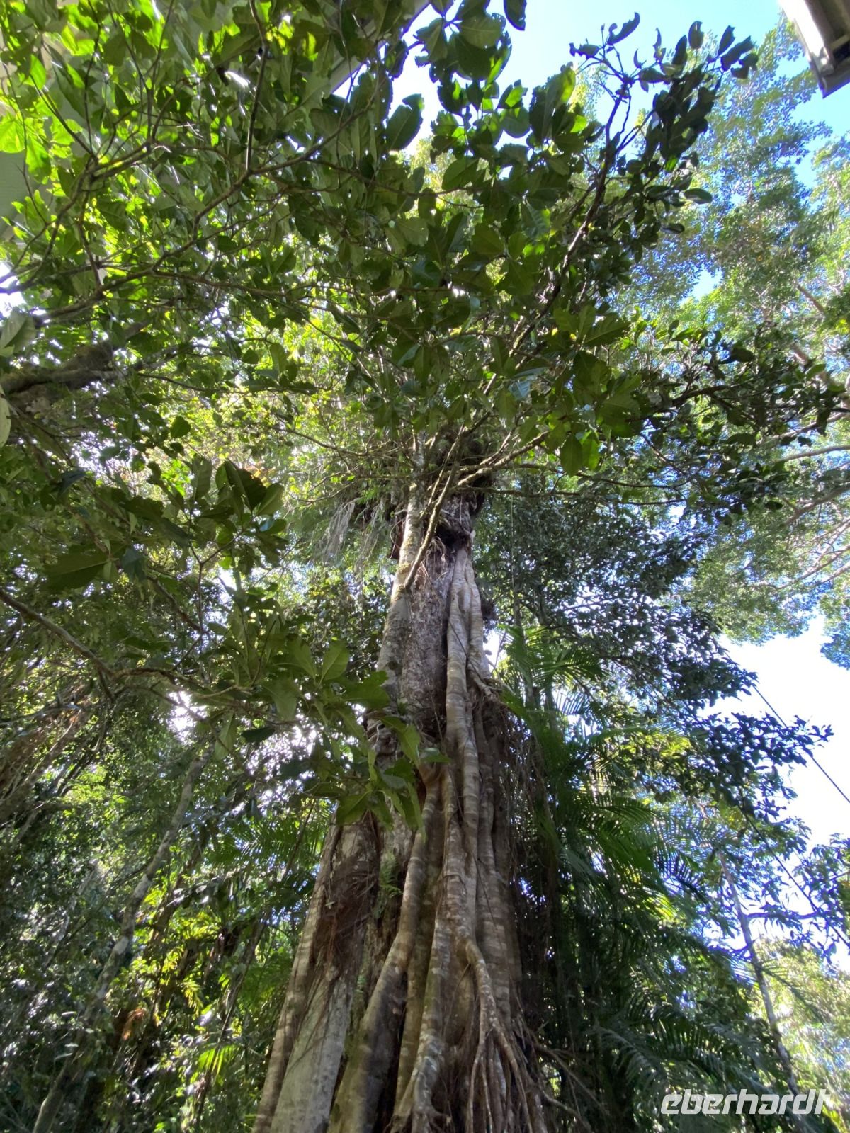 Würgefeige in Kuranda