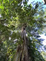 Würgefeige in Kuranda