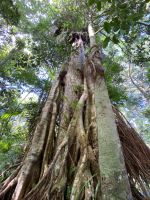 Würgefeige in Kuranda
