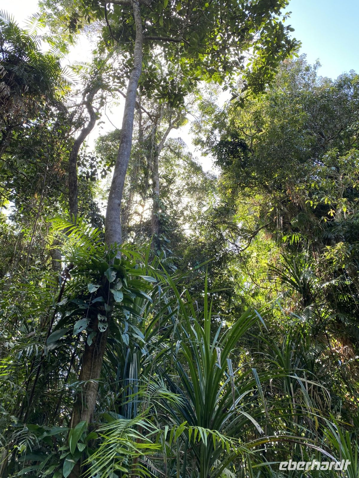 Regenwald in Kuranda