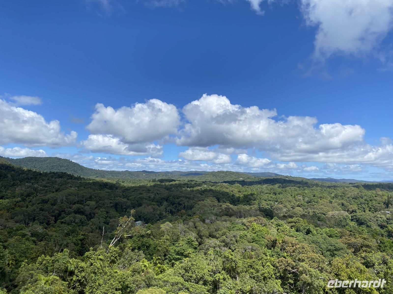 Blick über die Dächer des Regenwaldes in Kuranda