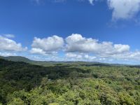 Blick über die Dächer des Regenwaldes in Kuranda