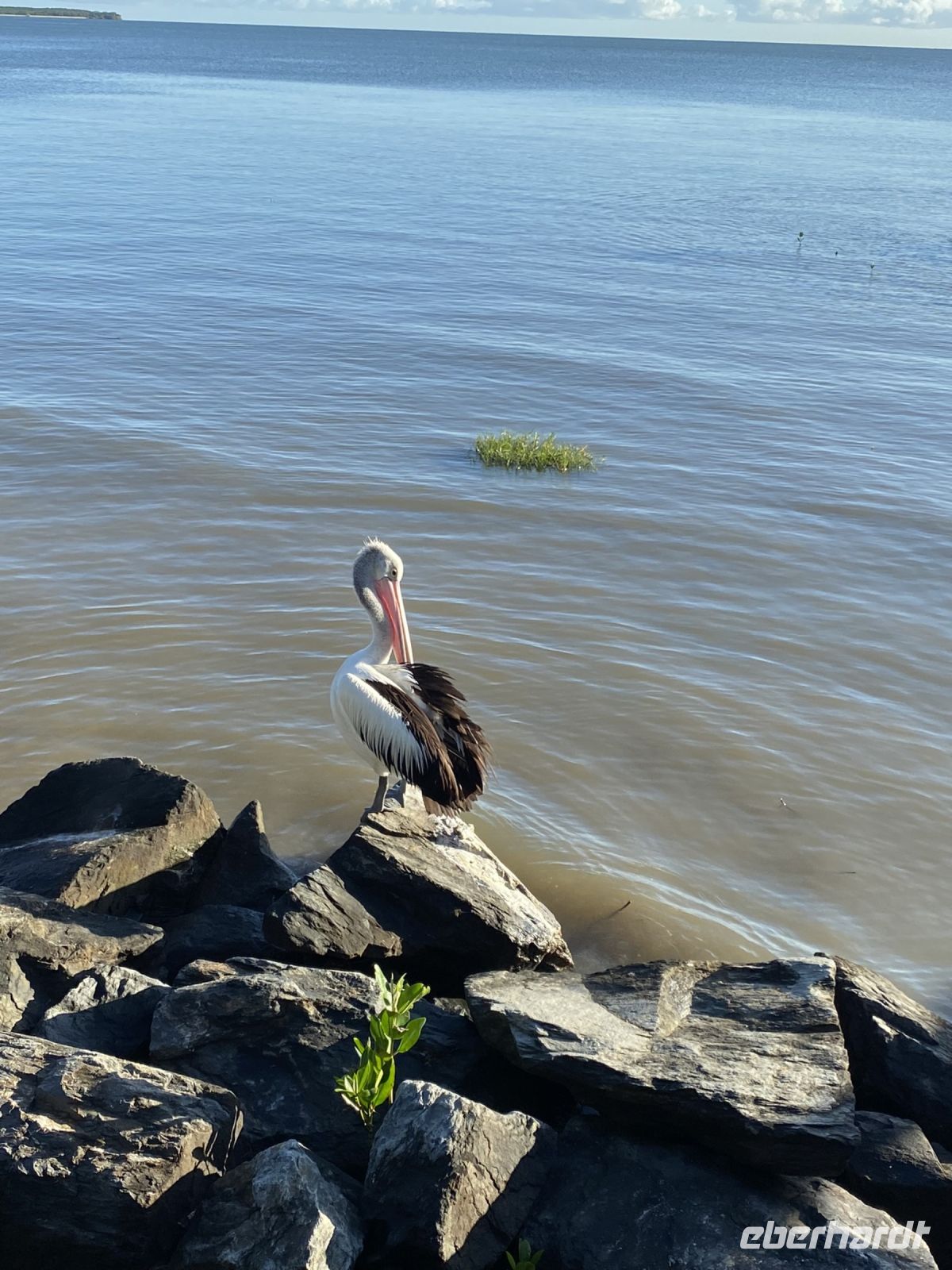der Hotelpelikan in Cairns