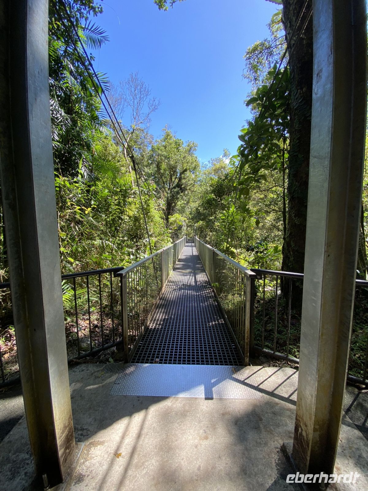 Rex Creek Hängebrücke im Regenwald