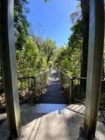 Rex Creek Hängebrücke im Regenwald