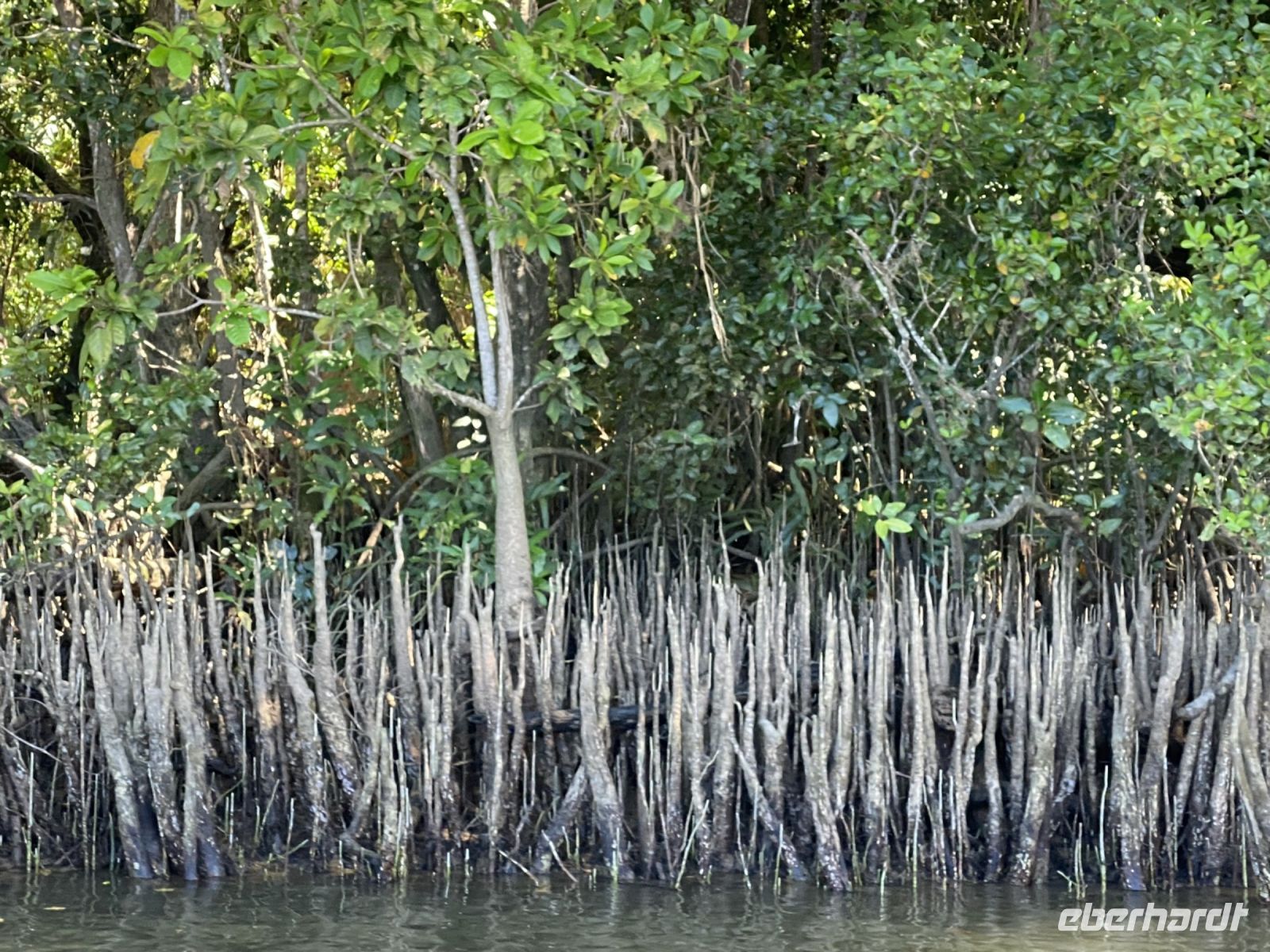 Mangrovenwald im Daintree Nationalpark