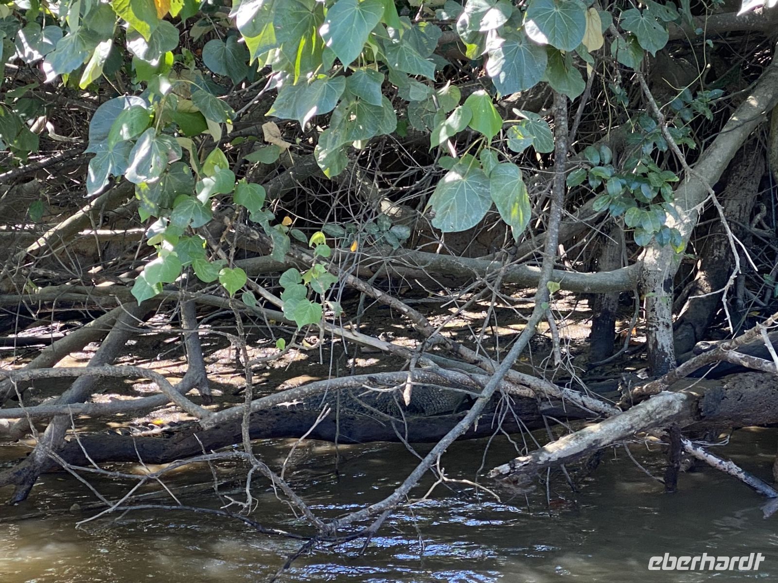 verstecktes Krokodil am Daintree River