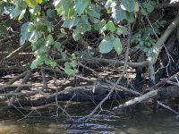 verstecktes Krokodil am Daintree River