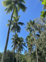 Palm Cove Port Douglas