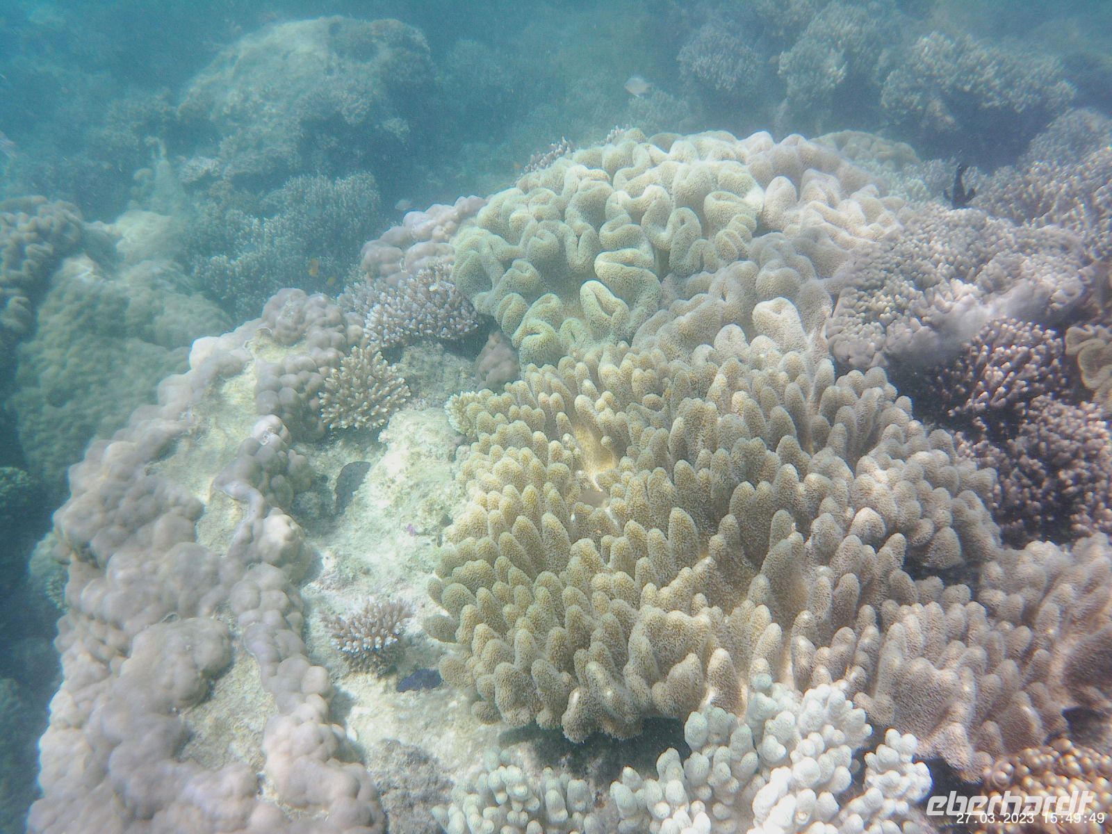Korallen im Great Barrier Reef