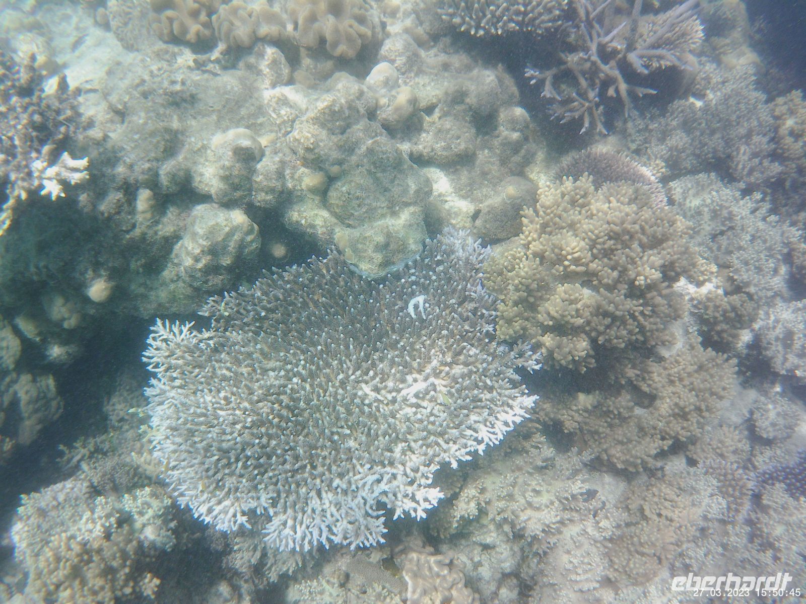 Korallen im Great Barrier Reef