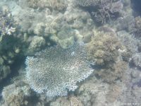 Korallen im Great Barrier Reef