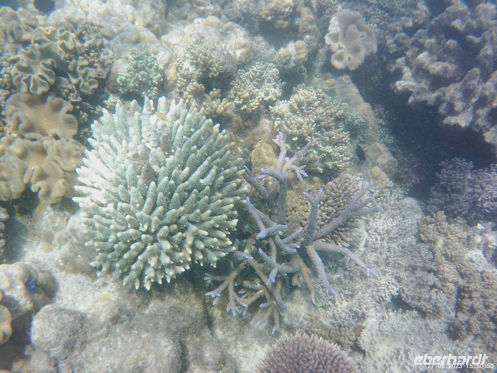 Korallen im Great Barrier Reef