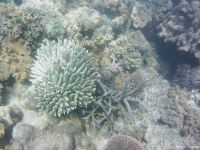 Korallen im Great Barrier Reef