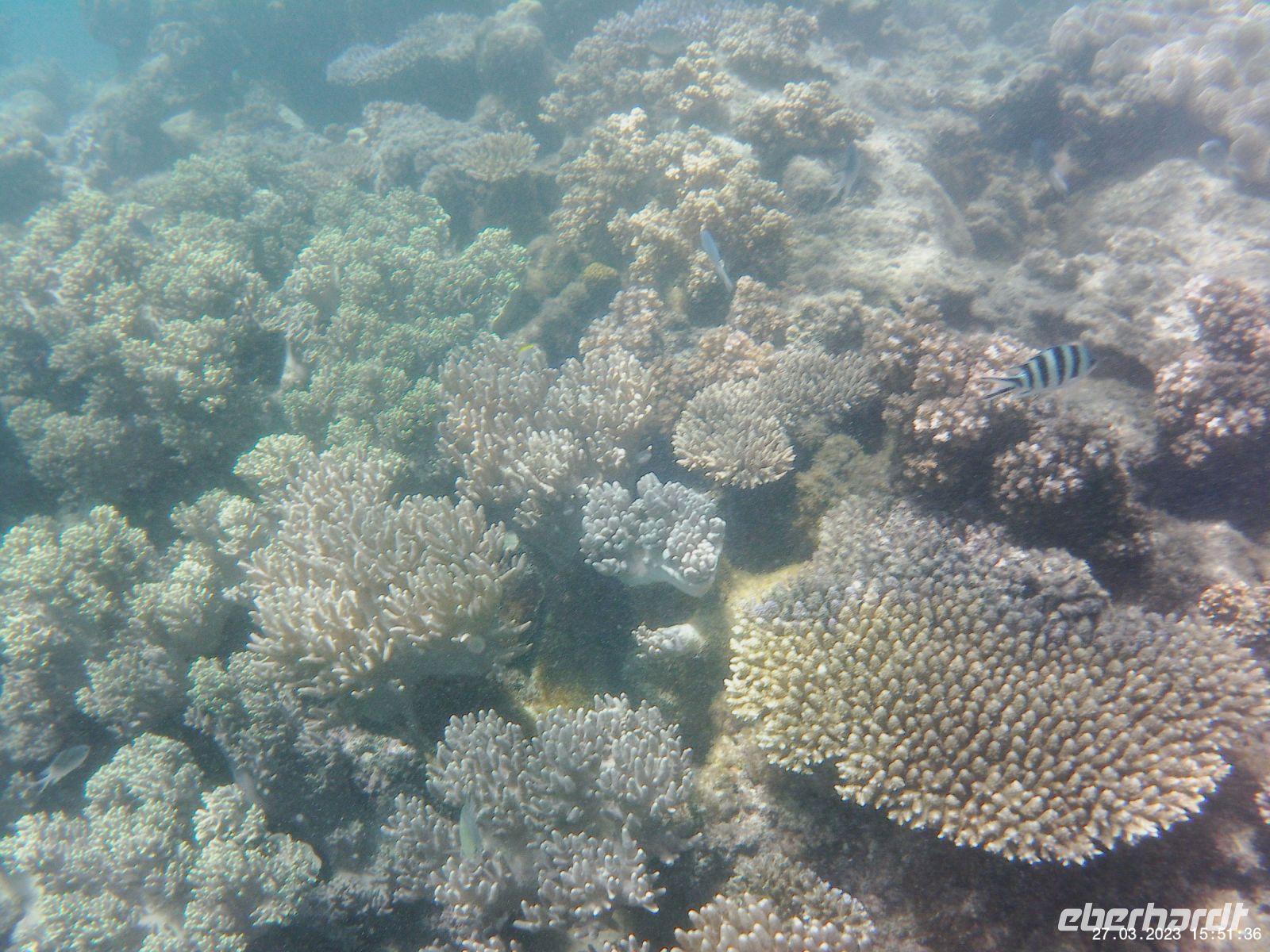 Korallen im Great Barrier Reef