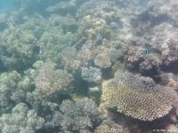 Korallen im Great Barrier Reef