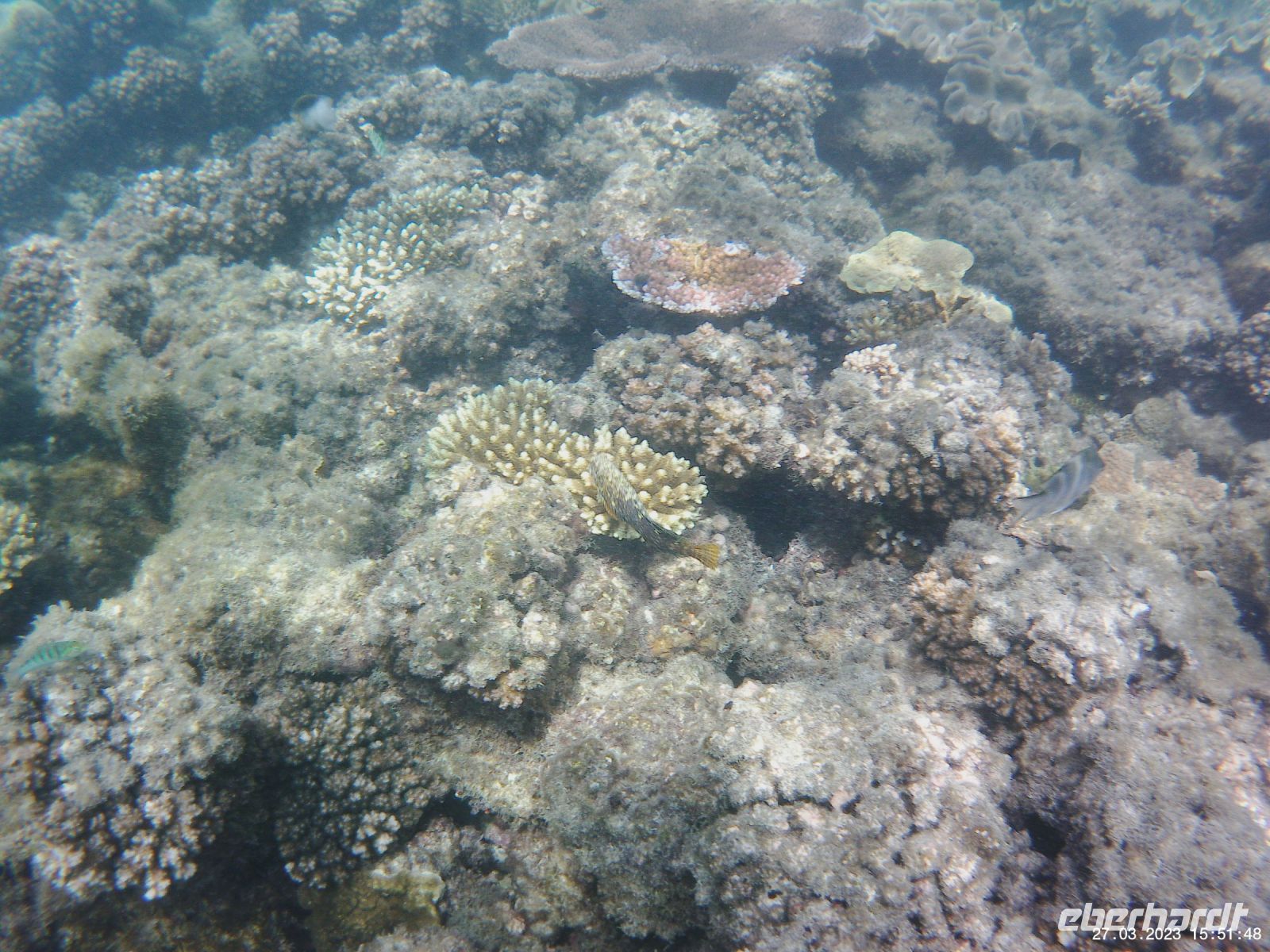 Korallen im Great Barrier Reef