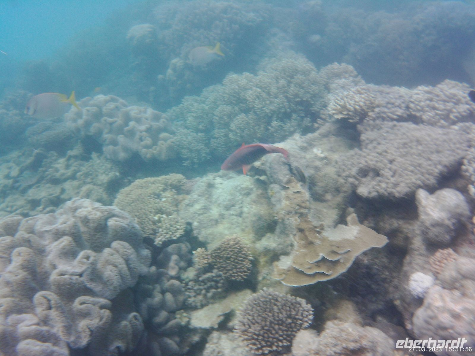 Korallen im Great Barrier Reef