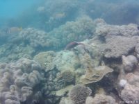 Korallen im Great Barrier Reef