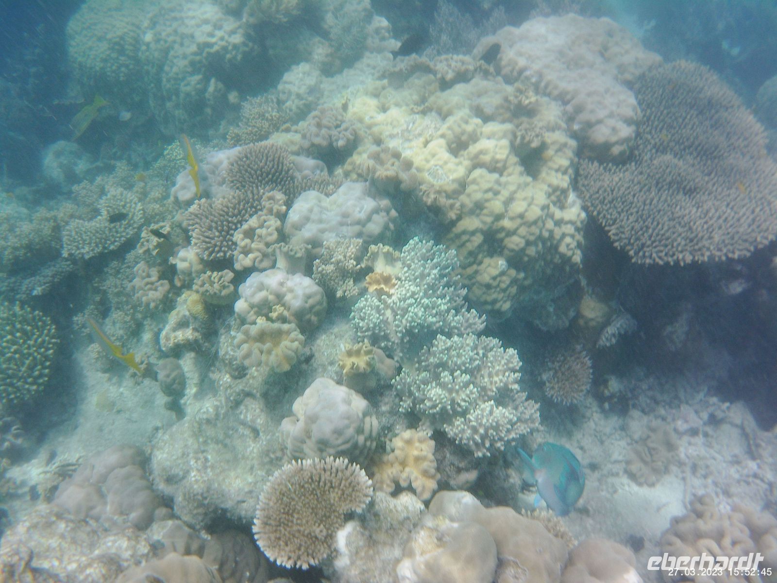 Korallen im Great Barrier Reef