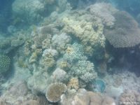 Korallen im Great Barrier Reef