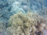 Korallen im Great Barrier Reef