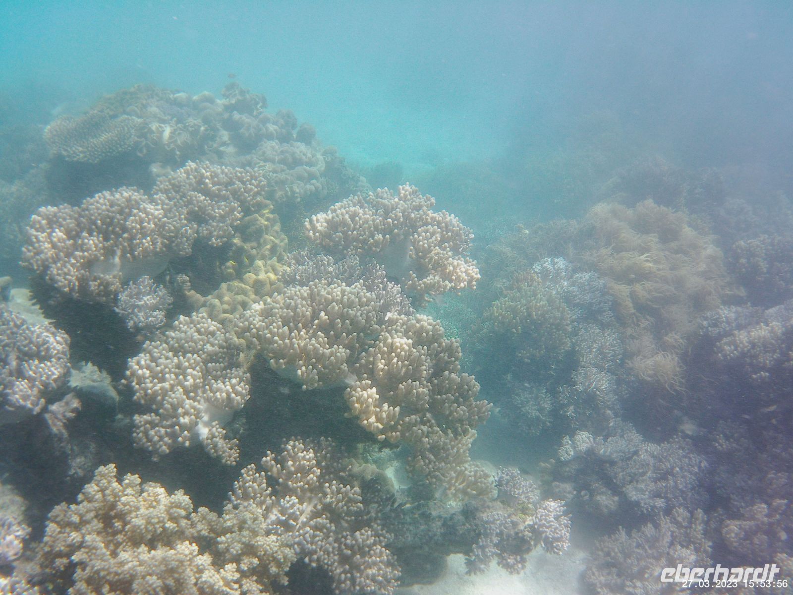 Korallen im Great Barrier Reef