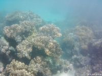 Korallen im Great Barrier Reef