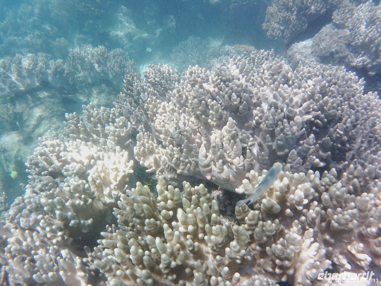 Korallen im Great Barrier Reef