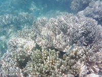 Korallen im Great Barrier Reef