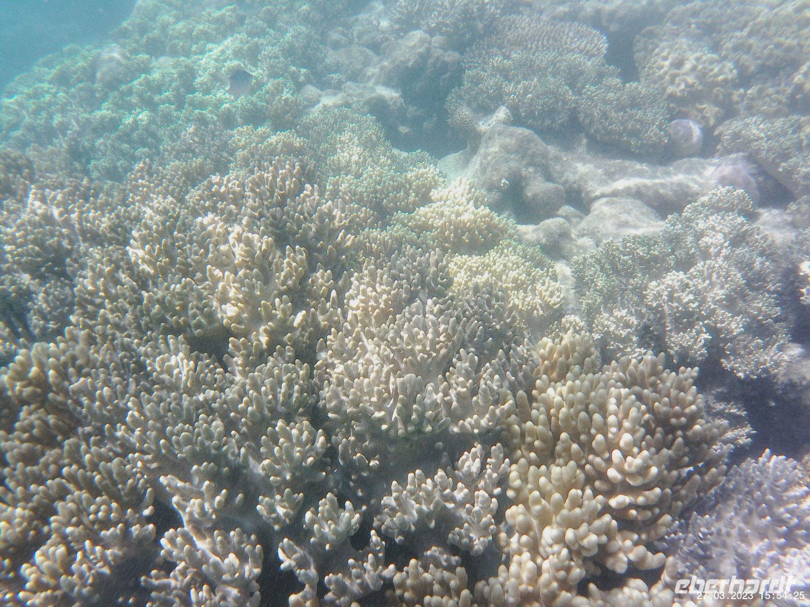 Korallen im Great Barrier Reef