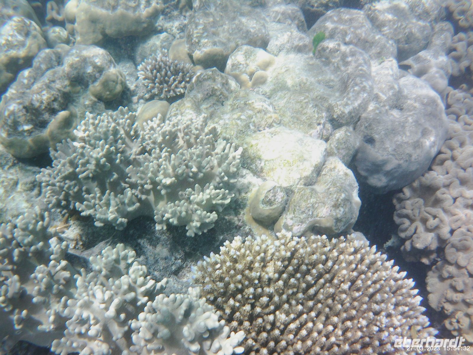 Korallen im Great Barrier Reef