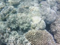 Korallen im Great Barrier Reef